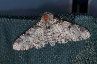 Biston betularia
