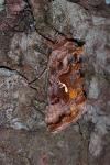 Autographa pulchrina