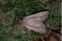 Leucania comma