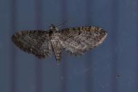 Eupithecia subfuscata