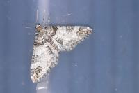 Perizoma juracolaria juracolaria