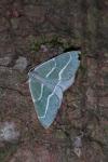 Hylaea fasciaria