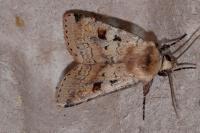 Diarsia mendica