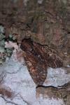 Apamea crenata