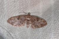 Eupithecia tantillaria
