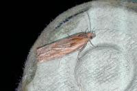 Eucosma cana/hohenwartiana