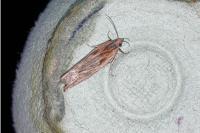 Eucosma cana/hohenwartiana