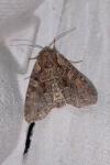 Lacanobia thalassina
