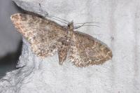 Eupithecia vulgata
