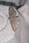 Eupithecia vulgata