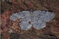 Charissa glaucinaria plumbearia