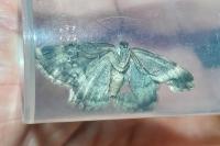 Charissa glaucinaria plumbearia