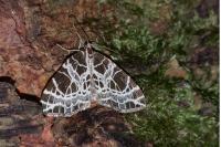Eustroma reticulata