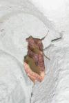 Diachrysia chrysitis