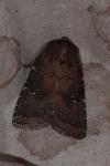 Rusina ferruginea