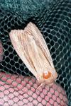 Mythimna impura