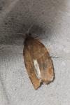Pandemis cinnamomeana