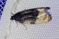 Metendothenia atropunctana