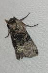 Abrostola tripartita
