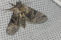 Abrostola tripartita