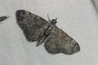 Pasiphila rectangulata