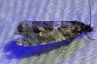 Orthotaenia undulana
