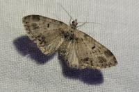 Eupithecia exiguata