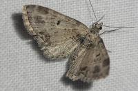 Eupithecia exiguata