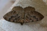 Rheumaptera cervinalis cervinalis