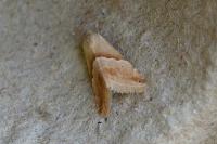 Eublemma parva