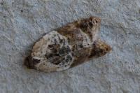 Acleris variegana