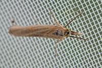 Agriphila