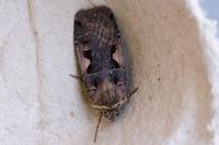 Xestia c-nigrum
