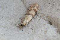 Homoeosoma sinuella