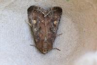 Lacanobia oleracea