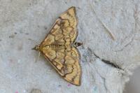 Anania verbascalis