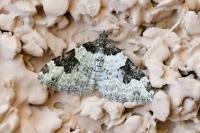 Xanthorhoe fluctuata