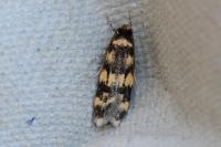 Oegoconia caradjai