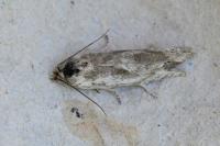 Eucosma metzneriana