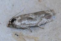 Eucosma metzneriana