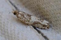 Crocidosema plebejana