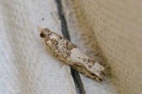 Crocidosema plebejana