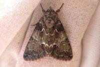 Polyphaenis sericata