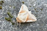 Habrosyne pyritoides