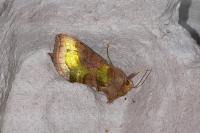 Diachrysia chrysitis