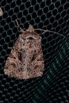 Sideridis rivularis