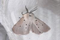 Diaphora mendica