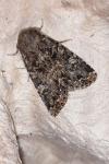 Apamea furva