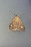 Udea alpinalis