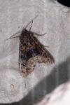 Apamea illyria